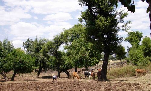 Äthiopische Hirten; Foto: Helga Trölenberg